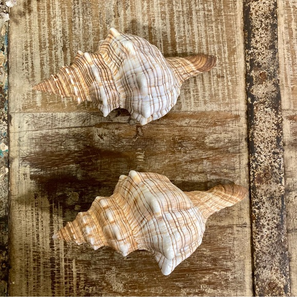 2 Seashells Cream / Light Orange / Brown Neutral Decor Beach Shell Nautical - Picture 4 of 10